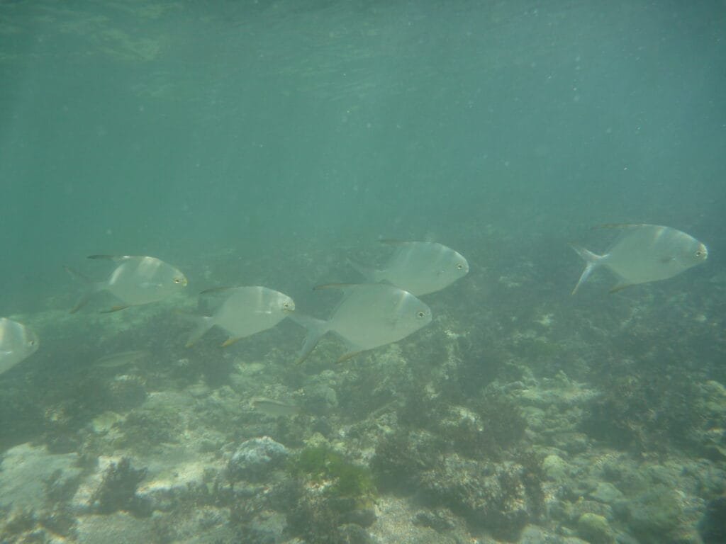 Underwater photo of school of fish taken while snorkelling at Suluban Beach Bali