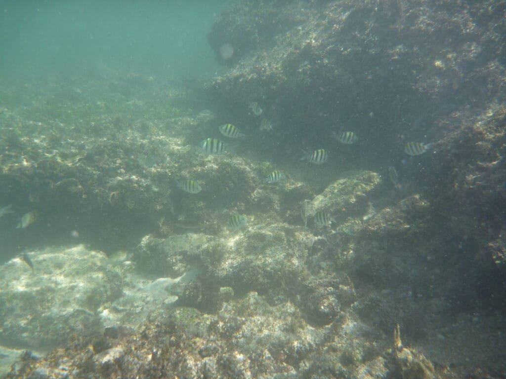 Underwater photo of school of fish taken while snorkelling at Suluban Beach Bali