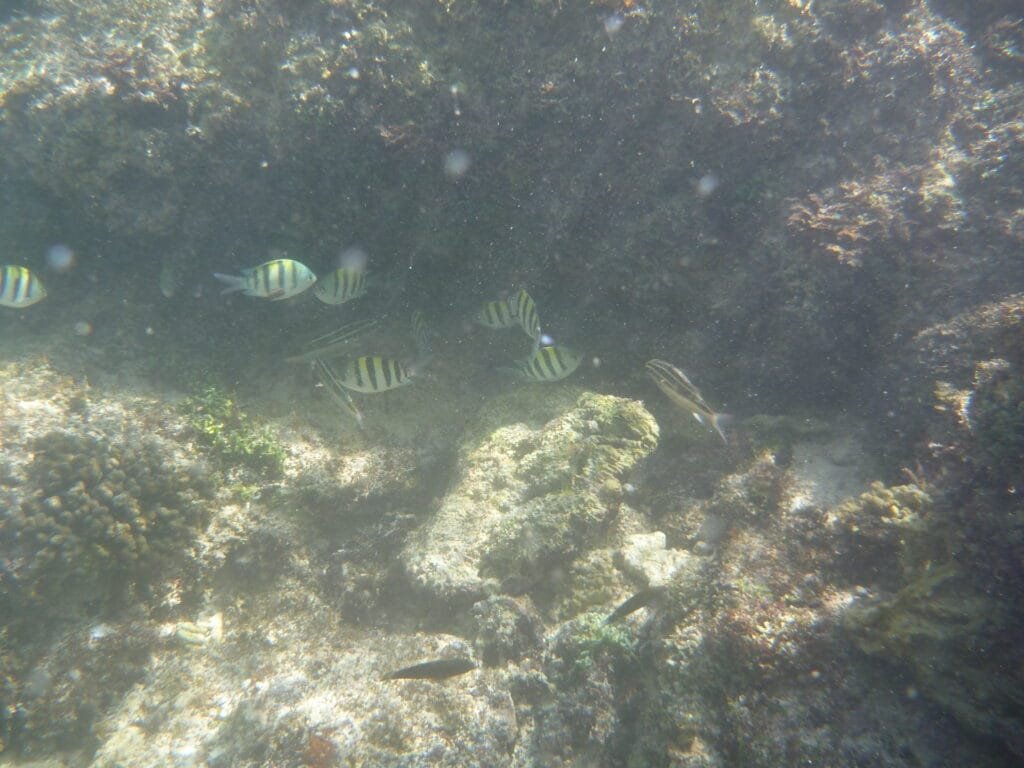 Underwater photo of school of fish taken while snorkelling at Suluban Beach Bali