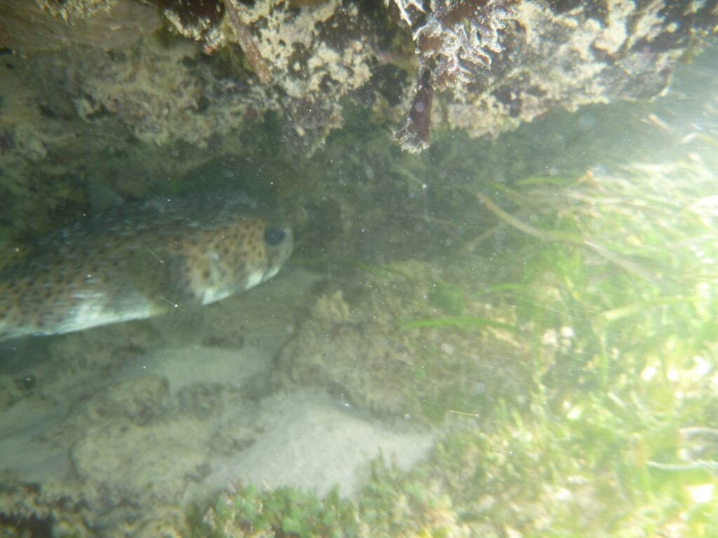 Underwater photo taken of pufferfish while snorkelling at Suluban Beach Bali