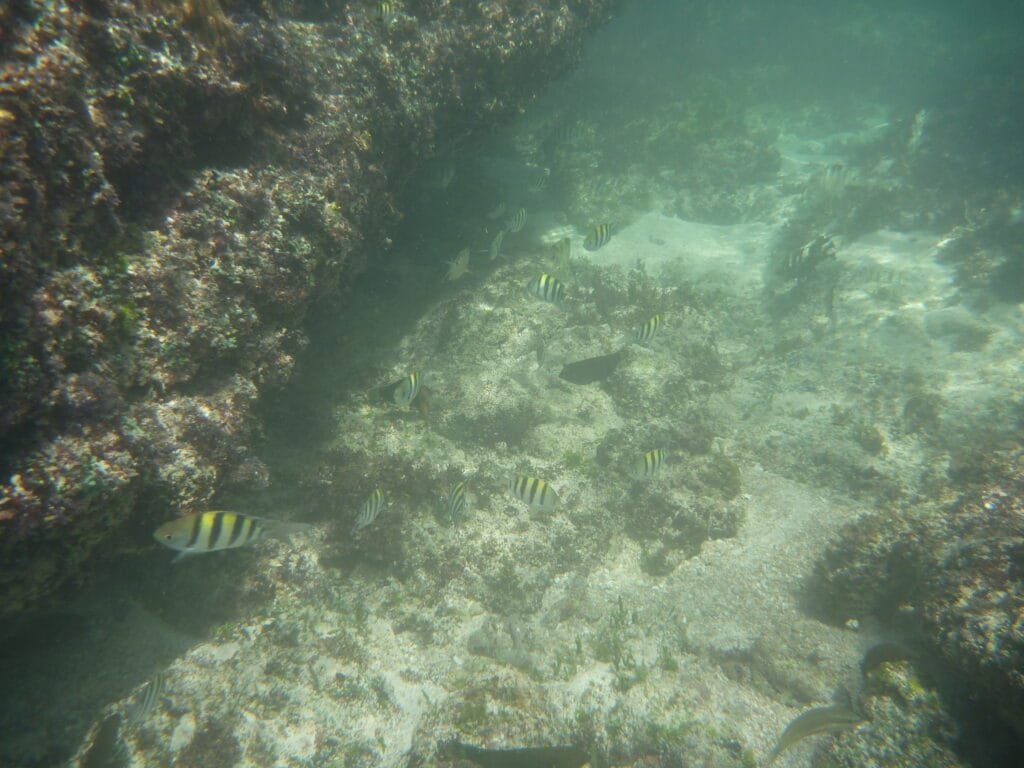 Underwater photo of school of fish taken while snorkelling at Suluban Beach Bali