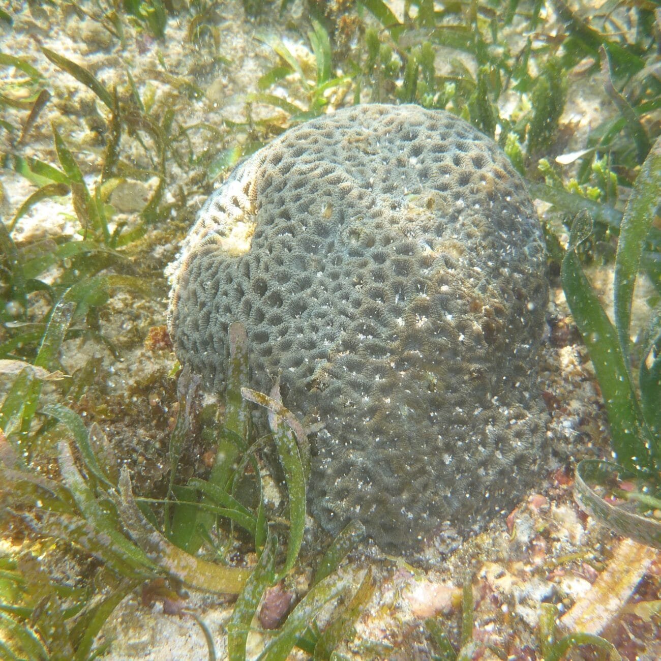 Coral photographed while snorkelling