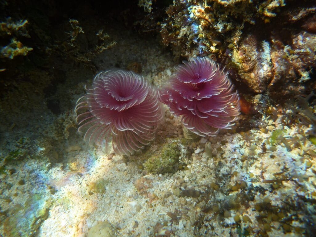 Underwater photo taken of Bispora while snorkelling