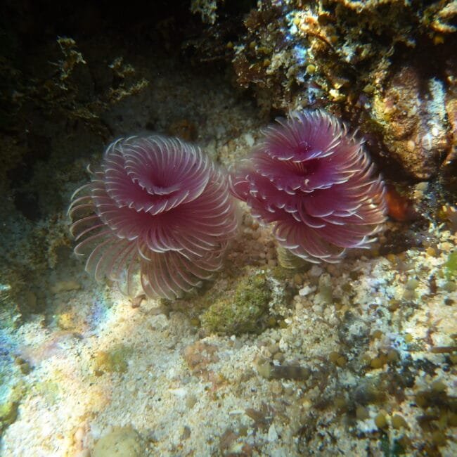 Underwater photo taken of Bispora while snorkelling