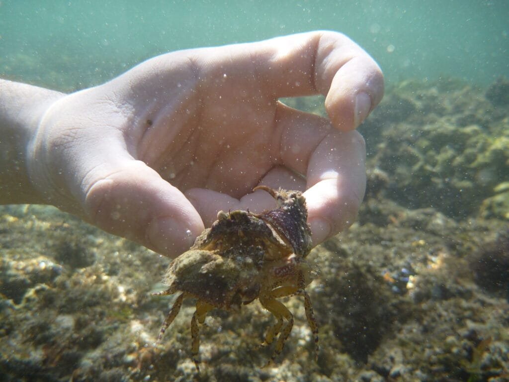 Underwater photo of crab taken while snorkelling at Suluban Beach Bali